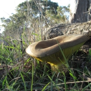 Phylloporus sp. at Molonglo River Reserve - 11 May 2019 04:22 PM