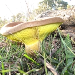 Phylloporus sp. at Molonglo River Reserve - 11 May 2019 04:22 PM