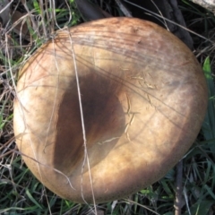 Phylloporus sp. at Molonglo River Reserve - 11 May 2019