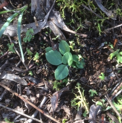 Diplodium sp. (A Greenhood) at Mount Majura - 13 May 2019 by petersan