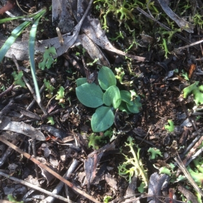 Diplodium sp. (A Greenhood) at Hackett, ACT - 13 May 2019 by petersan
