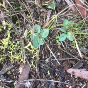 Diplodium sp. at Hackett, ACT - 13 May 2019