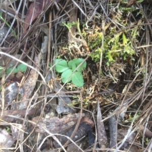 Diplodium sp. at Hackett, ACT - 13 May 2019