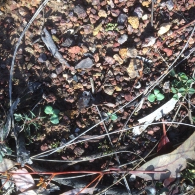 Diplodium sp. (A Greenhood) at Hackett, ACT - 13 May 2019 by petersan