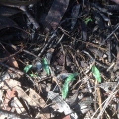 Glossodia major (Wax Lip Orchid) at Hackett, ACT - 13 May 2019 by petersan