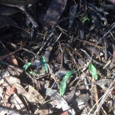 Glossodia major (Wax Lip Orchid) at Hackett, ACT - 13 May 2019 by petersan