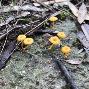 Lichenomphalia chromacea at Merimbula, NSW - 11 May 2019 09:51 AM