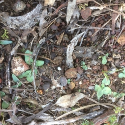 Diplodium sp. (A Greenhood) at Hackett, ACT - 13 May 2019 by petersan