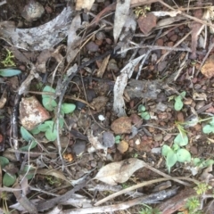 Diplodium sp. (A greenhood) at Hackett, ACT - 13 May 2019 by petersan