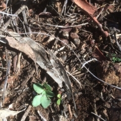 Diplodium sp. at Hackett, ACT - 13 May 2019