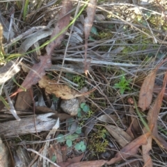 Diplodium sp. at Hackett, ACT - suppressed