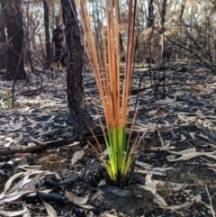 Xanthorrhoea sp. (Grass Tree) at Morton National Park - 30 Mar 2019 by Margot