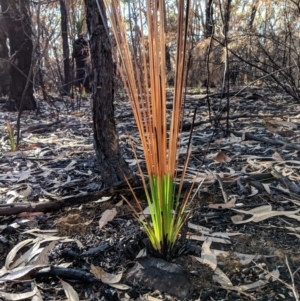 Xanthorrhoea sp. at Morton National Park - suppressed