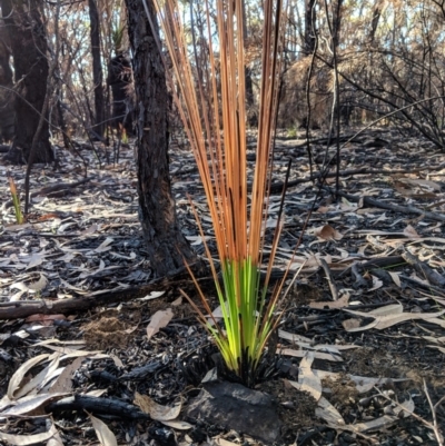Unidentified at Wingecarribee Local Government Area - 30 Mar 2019 by Margot