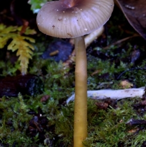 Rickenella sp. at Kianga, NSW - 5 May 2019