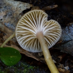 Rickenella sp. at Kianga, NSW - 5 May 2019