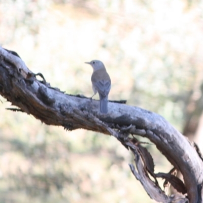 Colluricincla harmonica (Grey Shrikethrush) at Red Hill Nature Reserve - 13 May 2019 by LisaH