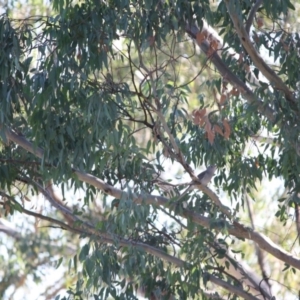 Colluricincla harmonica at Deakin, ACT - 13 May 2019 04:19 PM