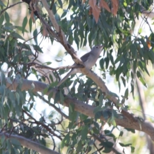 Colluricincla harmonica at Deakin, ACT - 13 May 2019