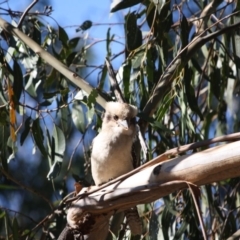 Dacelo novaeguineae (Laughing Kookaburra) at Red Hill to Yarralumla Creek - 13 May 2019 by LisaH