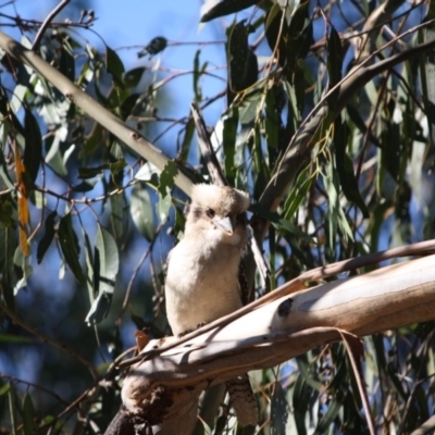 Dacelo novaeguineae (Laughing Kookaburra) at Hughes, ACT - 13 May 2019 by LisaH