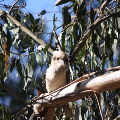 Dacelo novaeguineae (Laughing Kookaburra) at Hughes Grassy Woodland - 13 May 2019 by LisaH