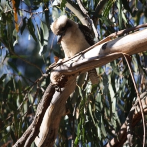 Dacelo novaeguineae at Hughes, ACT - 13 May 2019 03:51 PM