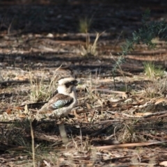 Dacelo novaeguineae at Hughes, ACT - 13 May 2019 03:51 PM