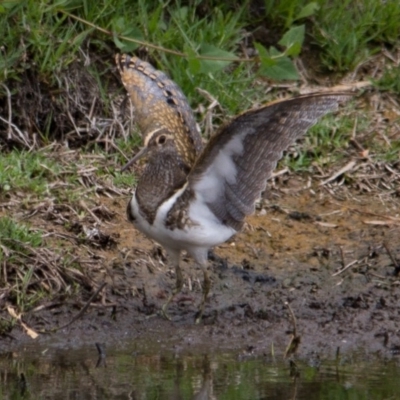 Rostratula australis (Australian Painted-snipe) at Jerrabomberra Wetlands - 24 Dec 2013 by rawshorty