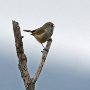 Acanthiza pusilla at Googong, NSW - 12 May 2019