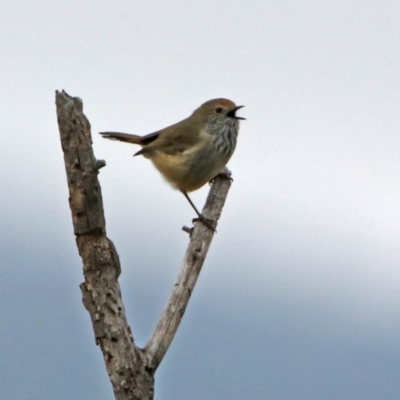 Acanthiza pusilla (Brown Thornbill) at Googong Reservoir - 12 May 2019 by RodDeb