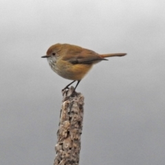 Acanthiza pusilla at Googong, NSW - 12 May 2019