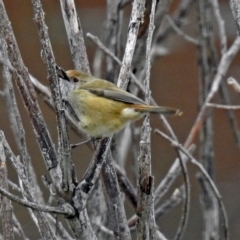 Acanthiza pusilla at Googong, NSW - 12 May 2019