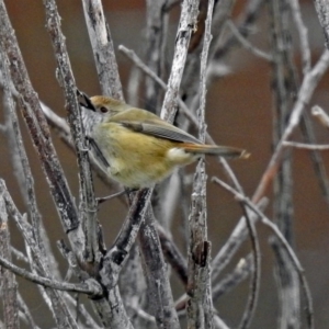 Acanthiza pusilla at Googong, NSW - 12 May 2019 02:00 PM