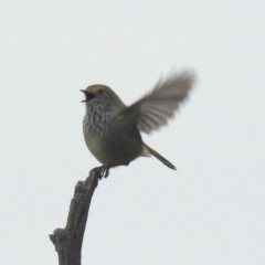 Acanthiza pusilla at Googong, NSW - 12 May 2019