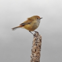 Acanthiza pusilla at Googong, NSW - 12 May 2019 02:00 PM