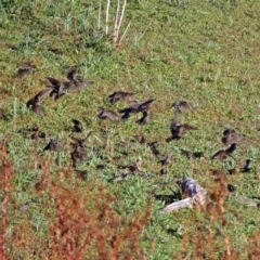 Sturnus vulgaris (Common Starling) at Googong Reservoir - 12 May 2019 by RodDeb