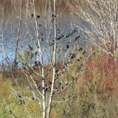 Sturnus vulgaris at Googong, NSW - 12 May 2019 03:24 PM