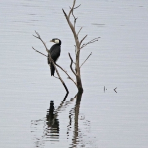 Microcarbo melanoleucos at Googong, NSW - 12 May 2019