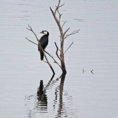 Microcarbo melanoleucos (Little Pied Cormorant) at Googong, NSW - 12 May 2019 by RodDeb