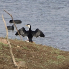 Microcarbo melanoleucos at Googong, NSW - 12 May 2019