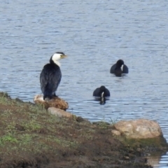 Microcarbo melanoleucos at Googong, NSW - 12 May 2019