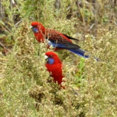 Platycercus elegans (Crimson Rosella) at Googong Foreshore - 12 May 2019 by RodDeb