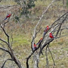 Platycercus elegans at Googong, NSW - 12 May 2019 02:42 PM