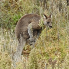 Macropus giganteus (Eastern Grey Kangaroo) at QPRC LGA - 12 May 2019 by RodDeb