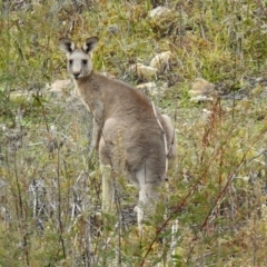 Macropus giganteus at Googong, NSW - 12 May 2019