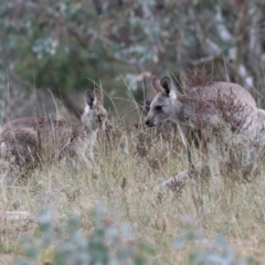 Macropus giganteus at Googong, NSW - 12 May 2019