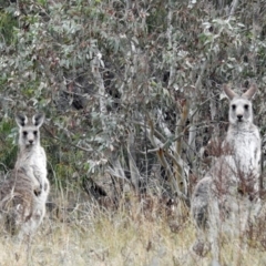 Macropus giganteus at Googong, NSW - 12 May 2019