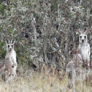 Macropus giganteus at Googong, NSW - 12 May 2019