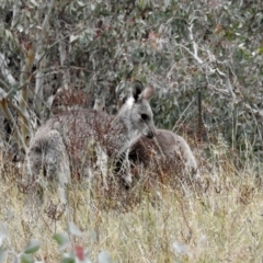 Macropus giganteus at Googong, NSW - 12 May 2019